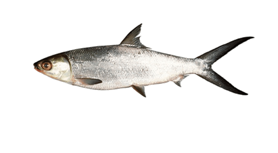 Sabalote