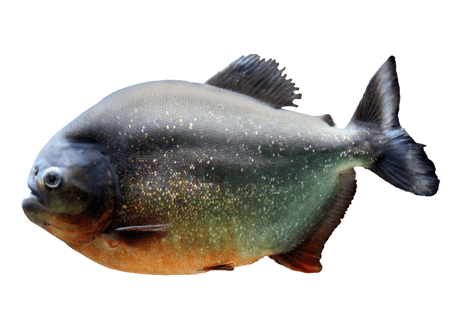 Piranha, Piraña