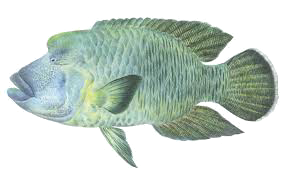 Napoleón