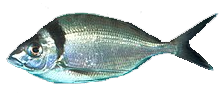 Pintadilla