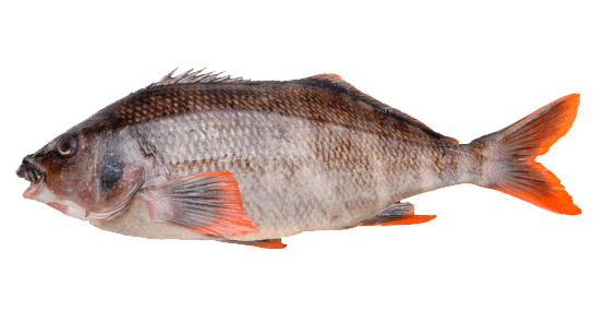Bilagai