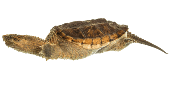 Tortuga Serpentina