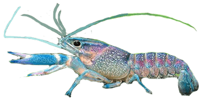 Cangrejo Cherax