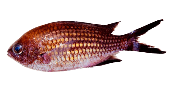 Castañuela