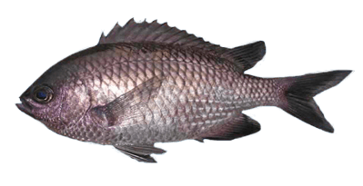 Castañuela Americana