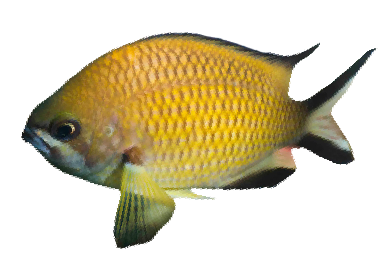 Fula Blanca