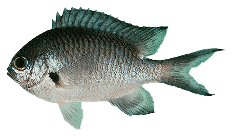 Gallineta Oriental, Spottedfin Puller