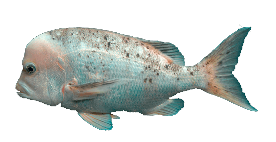 Sargo Cabezón