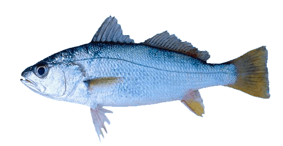 Corvina Chilena