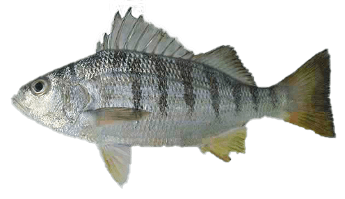 Ronco canario