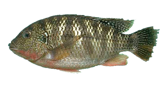 Tilapia de Lomo Rojo