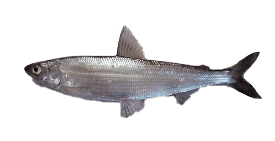 Corégono Blanco