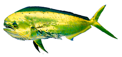 Llampuga, Dorado