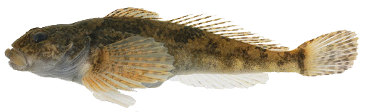 Cavilar