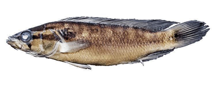 Cabeza Amarga