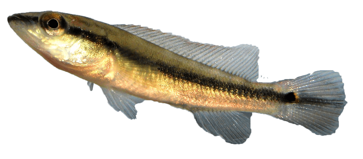 Cabeza Amarga