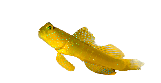 Gobio Amarillo