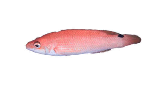 Tabernero
