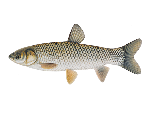Carpa Herbívora