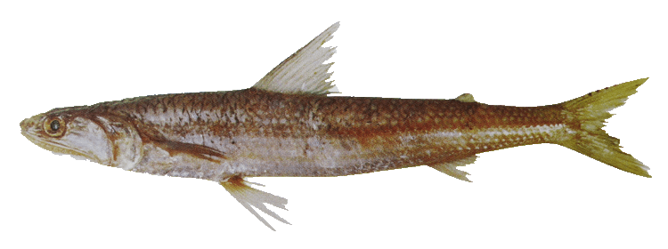 Payara