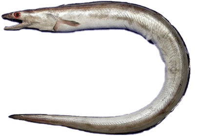 Anguila Zafiro