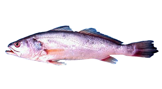 Corvina Chiapaneca