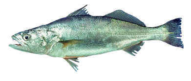 Ayanque