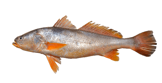 Corviva arenera