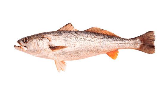 Pescadilla de Red