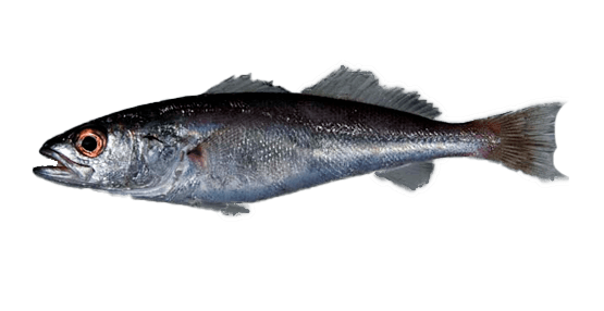 Corvina Enana