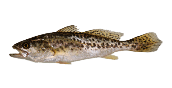 Corvina Pinta