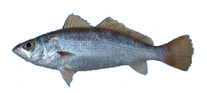 Corviva plateada