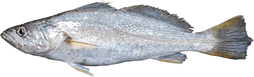 Corvina Golfina