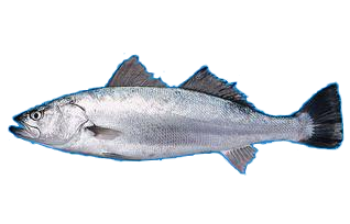 Corvina azul