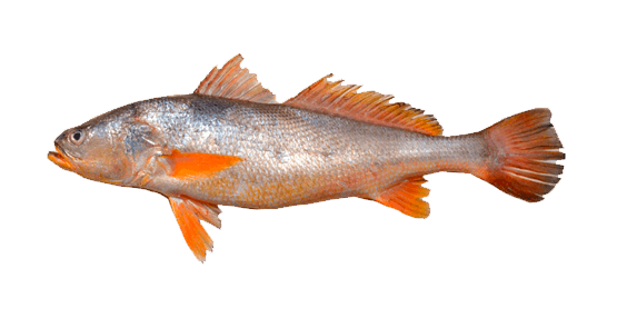 Corvinata Real