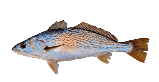 Corvina rayada