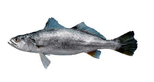 Corvina de Stoltzmann