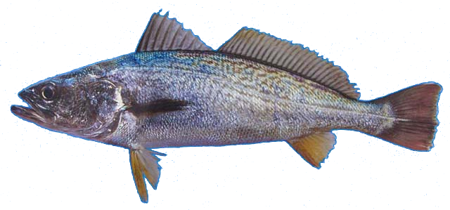 Corvina Boquinaranja