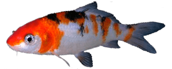 Carpa Koi