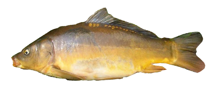 Carpa Cuero