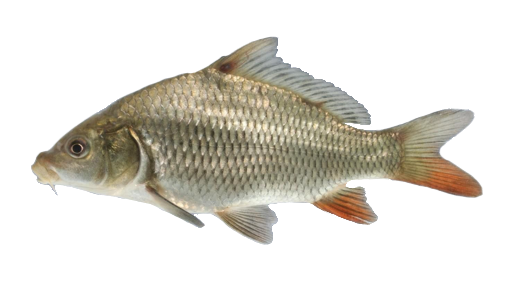 Carpa Común