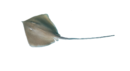 Raya látigo del Golfo