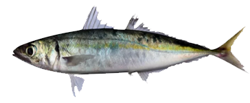Macarella caballa