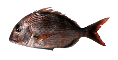 Chacarona Sureña