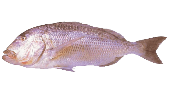 Dentón, Dentex