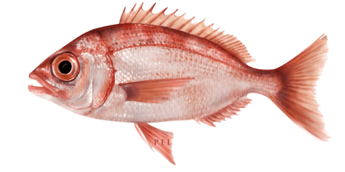 Antoñito