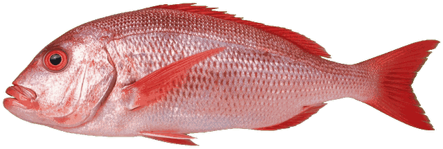 Samón (Dentex maroccanus): ficha del Atlas AiPeces