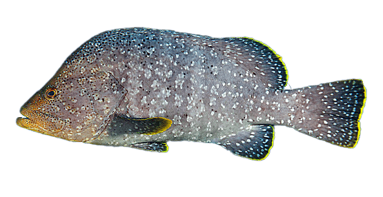 Cabrilla cueruda