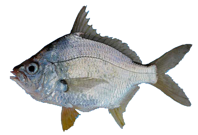 Mojarra guacha