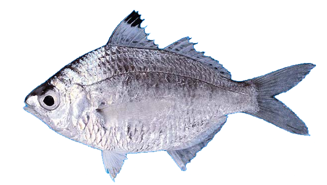 Mojarra Palometa